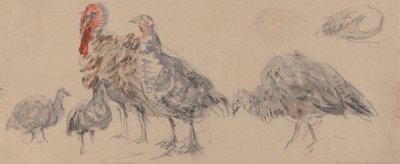 Studio di tacchini da David Cox