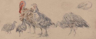 Studio dei tacchini da David Cox
