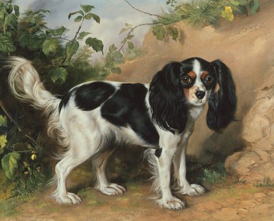 Spaniel di Re Carlo da David Cunliffe