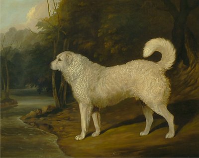 Ritratto di un cane, Ross da David Dalby of York