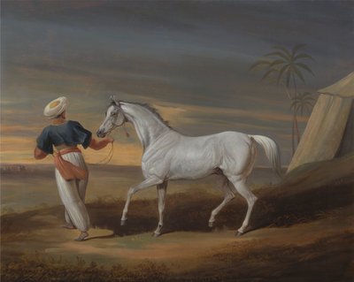 Signal, un arabo grigio, con un groom nel deserto da David Dalby of York