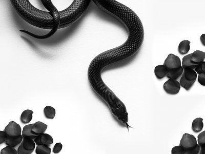 Rose "Black Snake" da David Drake