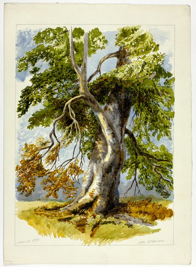 Albero nodoso da David Hall McKewan