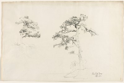 Pino, Lago George, 1871 da David Johnson