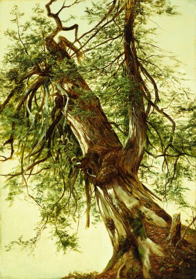 Studio di un cedro da David Johnson