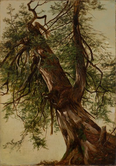 Studio di un cedro da David Johnson