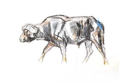 Bufalo africano, 2020 da David Mayer