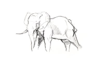 Elefante maschio da David Mayer