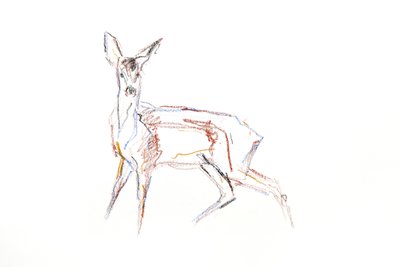 Capriolo Giovane, 2021 da David Mayer