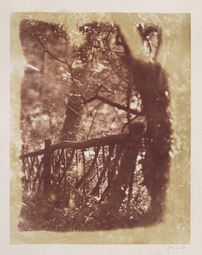 Recinto e alberi nel bosco di Colinton (stampa su carta salata da negativo calotipo) da David Octavius Hill