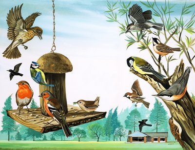 Uccelli di ogni tipo intorno al tavolo del giardino, illustrazione da "C