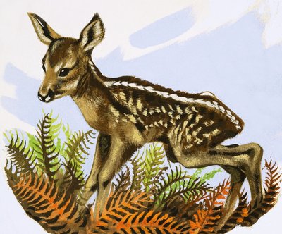 Il puledro di capriolo da David Pratt
