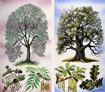 Alberi visibili da David Pratt