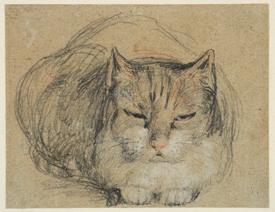 Gatto, studio per 