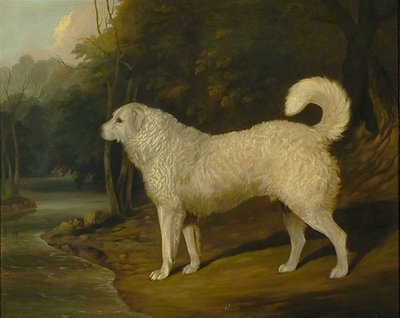 Ritratto di un cane, Ross da David of York Dalby