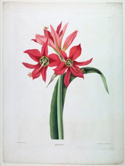 Amaryllis aulica da De Gouy