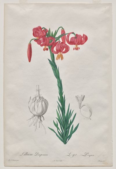 Lillium Pomponium (Giglio Turbante), tavola 7 da Les Liliacées da De Gouy