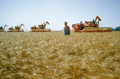 Un contadino cammina attraverso il grano alto fino alla vita mentre le mietitrici lavorano dietro di lui. Partridge, Kansas. da Dean Conger