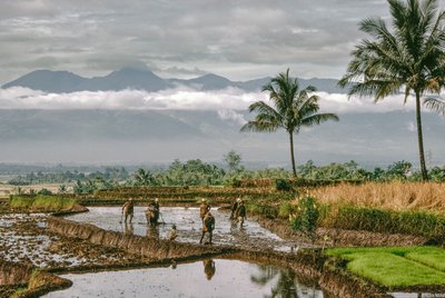 Giava, Bandung. Contadini modellano le dighe dei loro terrazzamenti di riso, Bandung, Giava da Dean Conger