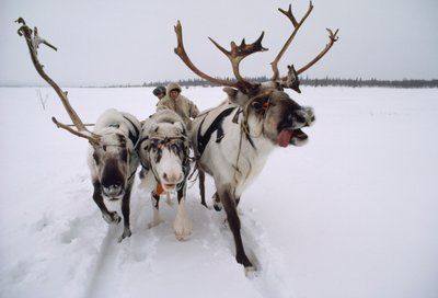 Le renne trainano un Saami, o Lappone, su una slitta attraverso la neve. Vicino a Lovozero, Russia da Dean Conger