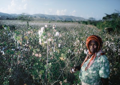 Donna in piedi nel campo di Sea Island, Grenadine da Dean Conger