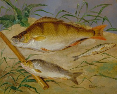 La cattura di pesci grossi di un pescatore da Dean Wolstenholme