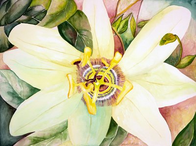 Passiflora, 2007 (acquerello) da Deborah Eve Alastra