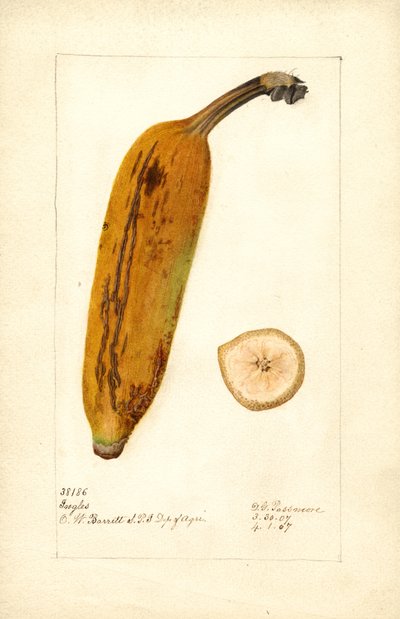 Banana ( Musa: Ingles) (watercolor) da Deborah Griscom Passmore