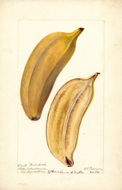 Banane (Musa: Paradise) (WC) da Deborah Griscom Passmore