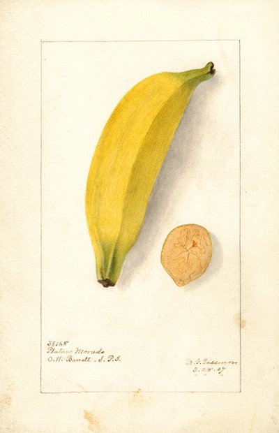 Banane (Musa: Purple Banana) (acquerello) da Deborah Griscom Passmore