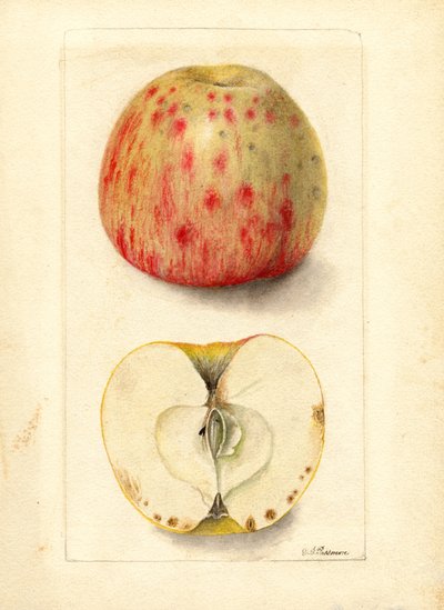 Mele a nocciolo amaro (Malus domestica) (acquerello) da Deborah Griscom Passmore