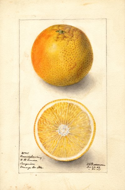 Arance Conners Seedling ( Citrus sinensis) (acquerello) da Deborah Griscom Passmore