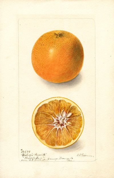 Arance (Citrus sinensis: Bishops Favorite) (acquerello) da Deborah Griscom Passmore