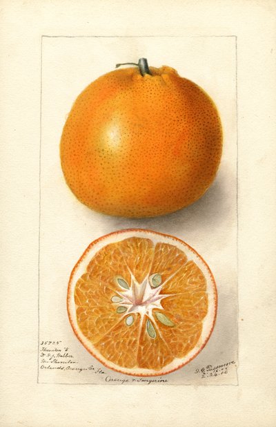 Arance (Citrus sinensis: Thornton n. 5) (acquerello) da Deborah Griscom Passmore