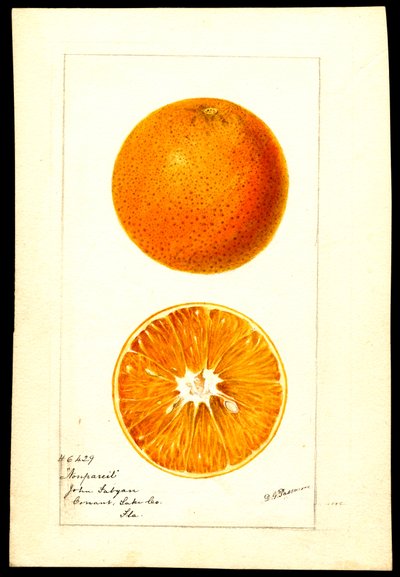 Arance. Citrus sinensis: Nonpareil (acquerello su carta) da Deborah Griscom Passmore