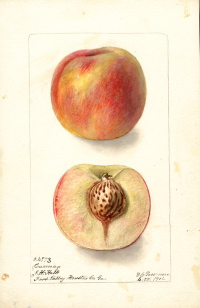 Pesche (Prunus persica: Carmen) (acquerello) da Deborah Griscom Passmore