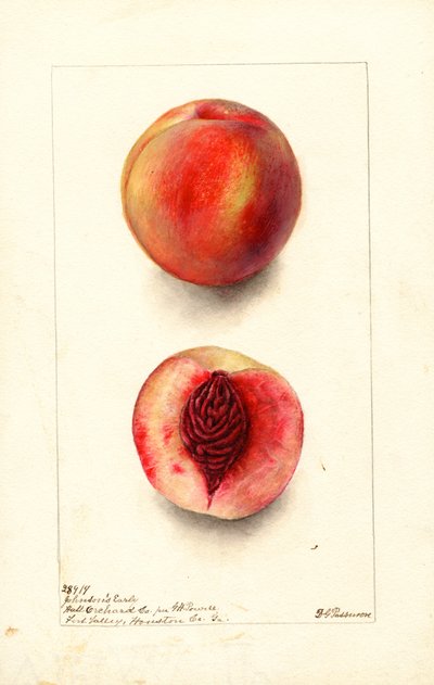 Pesche (Prunus persica: Johnsons Early) (acquerello) da Deborah Griscom Passmore