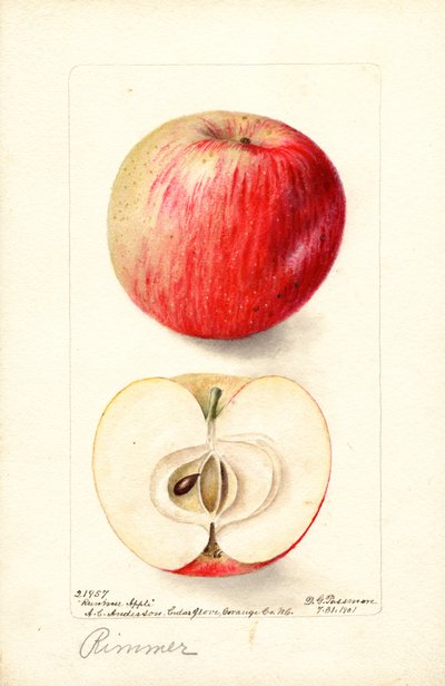 Mele Rimmer (Malus domestica) (acquerello) da Deborah Griscom Passmore