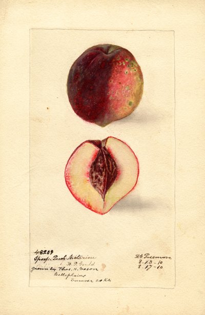 Pesca sportiva Nettarina (Prunus persica) (acquerello) da Deborah Griscom Passmore