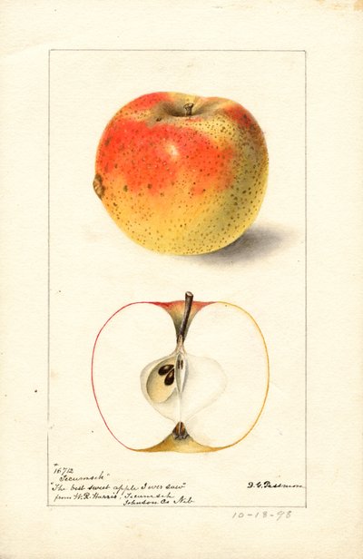 Mele Tecumseh ( Malus domestica) (acquerello) da Deborah Griscom Passmore