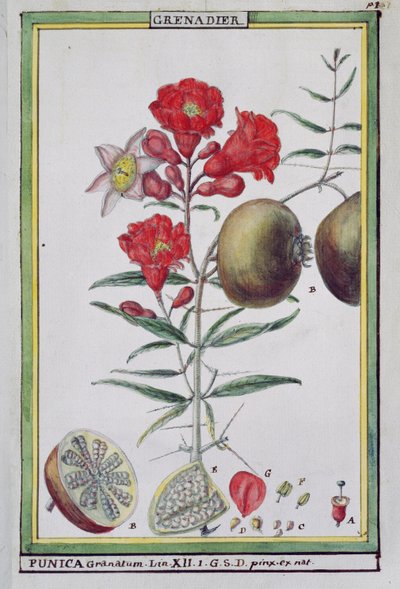 Albero di melograno, da Florindie ou Historie physico-economique des vegetaux de la Torride, 1789 da Delahaye