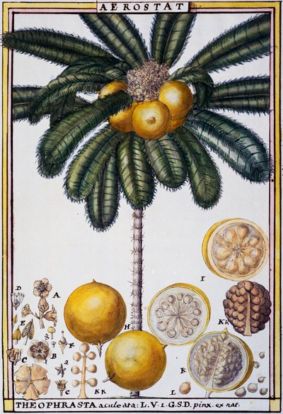 Aerostato (Theophrasta aculeata), acquerello di Delahaye, da Florindie ou Histoire physico-economique des vegetaux de la Torride da Delahaye Delahaye