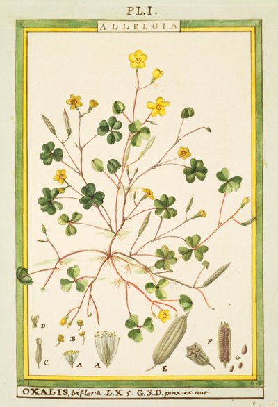 Acetosella delle Bermuda (Oxalis biflora o pes-caprae), acquerello di Delahaye da Delahaye Delahaye