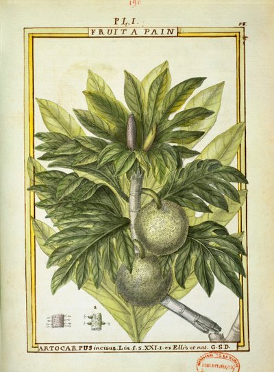Albero del pane (Artocarpus altilis), acquerello di Delahaye da Delahaye Delahaye