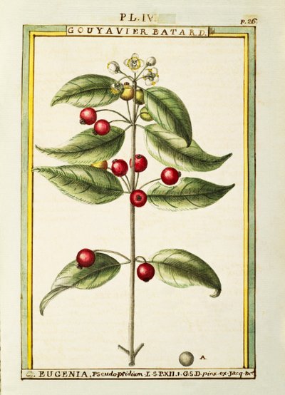Ciliegia del Brasile (Eugenia pseudo-pridium), acquerello di Delahaye da Delahaye Delahaye