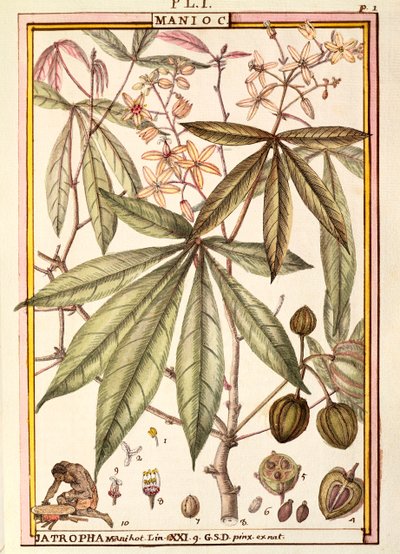 Cassava (Jatropha manihot), di Delahaye, acquerello da Delahaye Delahaye