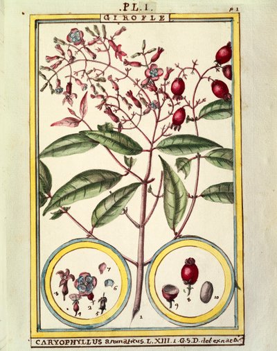 Chiodo di garofano (Caryophyllus Aromaticus), acquerello di Delahaye da Delahaye Delahaye