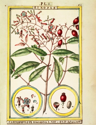 Chiodo di garofano (Caryophyllus Aromaticus), acquerello di Delahaye da Delahaye Delahaye