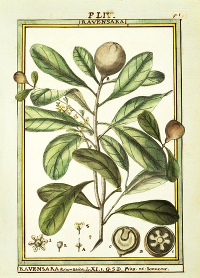 Cryptocarya Aromatica, acquerello di Delahaye da Delahaye Delahaye