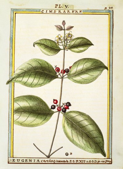 Eugenia Carthaginensis, acquerello di Delahaye da Delahaye Delahaye
